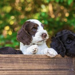 Cockapoo Puppies from Magnolia Hill Doodles