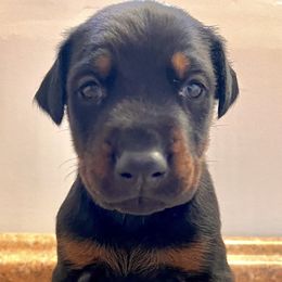 Boy 1 - male Doberman Pinscher puppy in Columbia, Maryland from Storm Cloud Doberman