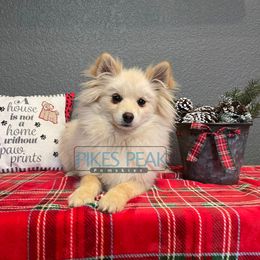 Pua - White male Pomsky puppy in Littleton, Colorado from Pikes Peak Pomskies