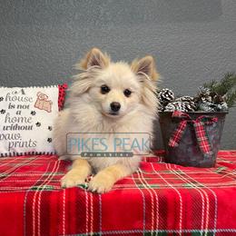 Pua - White male Pomsky puppy in Littleton, Colorado from Pikes Peak Pomskies