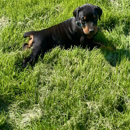 Girl 3 - female Doberman Pinscher puppy in Cheney, Washington from European Dobermans by Diana