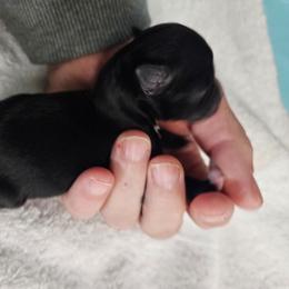 Toothless - Black and white male Chihuahua puppy in Springfield, Missouri from Casadelopez Tails