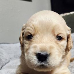 Sliver - Golden female Golden Retriever puppy in Bunch, Oklahoma from Julie’s Jewels Puppies