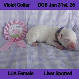 LUA LIVER SPOT GIRL - White and liver brown female Dalmatian puppy in Perry, Michigan from Mid-Michigan Dalmatians