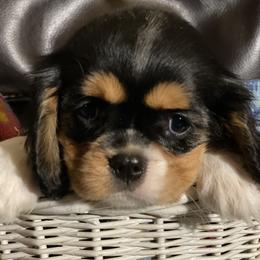 Luna - Tri-color female Cavalier King Charles Spaniel puppy in Valley, Washington from F-Stop Cavaliers