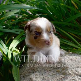 Cricket- Lime Green Collar- NBT - Red tri-color female Australian Shepherd puppy in Newport, Rhode Island from Wildlings Australian Shepherds