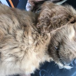 Goldendoodle Puppies from Carefree Goldendoodles