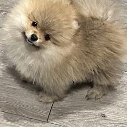 Dolly - Cream sable female Pomeranian puppy in Ogden, Utah from Lori’s Precious Poms