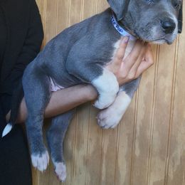 TootsiePop - Mantle female Great Dane puppy in Street, Maryland from Grant’s Gorgeous Greats