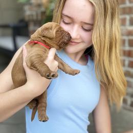 Goldendoodle Puppies from Bows & Ties Doodles