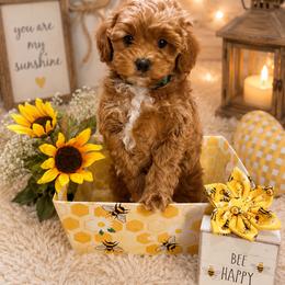 Goldendoodle and Poodle Puppies from Mustanghills Doodles and Poodles