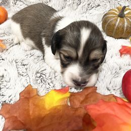 Dachshund Puppies from Oak tree Dachshunds