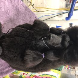 Kyrra - Poodle