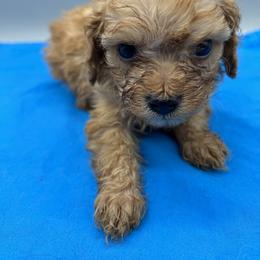 Spencer - Red male Cavapoo puppy in Burke, New York from Patti’s Puppies