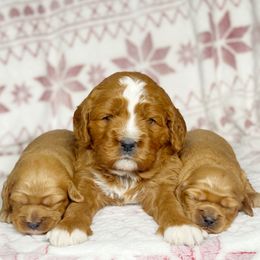Cavalier King Charles Spaniel and Cavapoo Puppies from Red Skye Cavaliers and Cavapoos