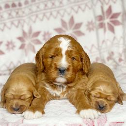 Cavalier King Charles Spaniel and Cavapoo Puppies from Red Skye Cavaliers and Cavapoos