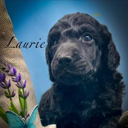 Laurie - Black male Poodle puppy in Greenville, North Carolina from Grace Poodles