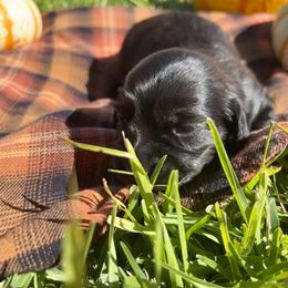 Carrie - Brindle female Dachshund puppy in Mabank, Texas from Lovin’ Li’s Furry Sausages
