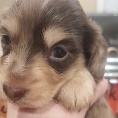 Boy 1 - Dapple Dachshund puppy in Batesville, Arkansas from Firelight Mini Dachshund