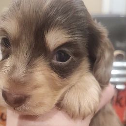 Boy 1 - Dapple Dachshund puppy in Batesville, Arkansas from Firelight Mini Dachshund