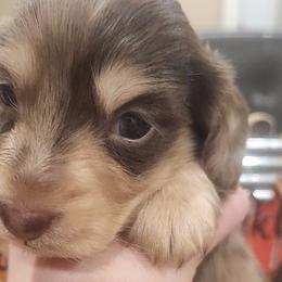 Boy 1 - Dapple Dachshund puppy in Batesville, Arkansas from Firelight Mini Dachshund