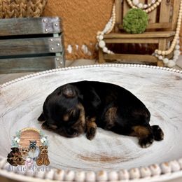 Miniature Schnauzer Puppies from Dixie Pearl Schnauzers