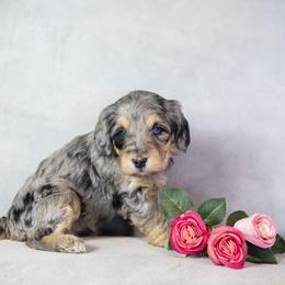 Cinderella - Blue merle female Bernedoodle puppy in Seffner, Florida from Gold Diamond Pup
