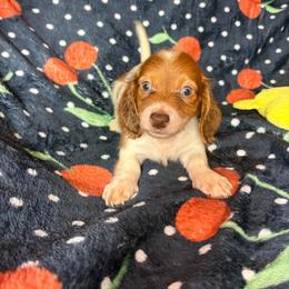Chucky - Piebald male Dachshund puppy in Lake City, Florida from My Ditzy Doxies of Florida