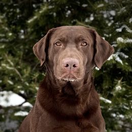 Jaeger - Labrador Retriever