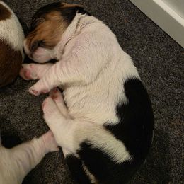 Dixie - Black brown and white female Basset Hound puppy in Maple Falls, Washington from Flopper Bopper Basset Hounds