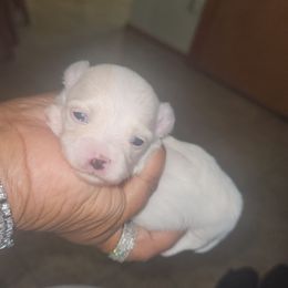 Crumpet - White male Maltese puppy in Eastpointe, Michigan from TLC Kennels TenderLittleCuties