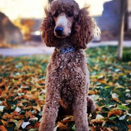 Roxy - Goldendoodle