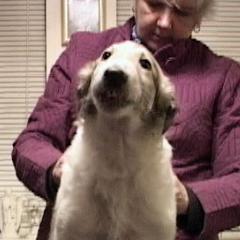 Borzoi Puppies from Radost Borzoi