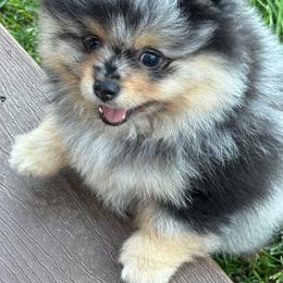 Black Merle and tan - Blue merle male Pomeranian puppy in Bourbonnais, Illinois from T & D Poms