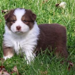 Martha - Red tri-color female Australian Shepherd puppy in Springville, New York from RisingStar Australian Shepherds