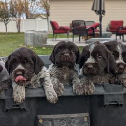 Wirehaired Pointing Griffon puppies from Mountain River Griffons