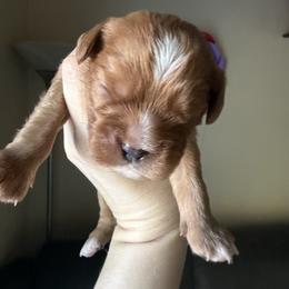 Garnet (Yellow) - Ruby male Cavalier King Charles Spaniel puppy in Auburn, Washington from Enchanted Cavaliers