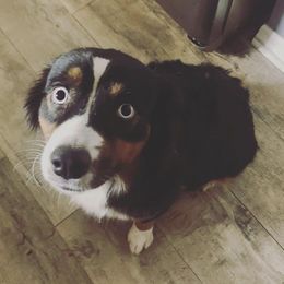 Miniature Australian Shepherds from Bethany's Mini Aussie Pups