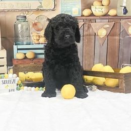 Goldendoodle Puppies from Country Care Pet Spa and Hotel, LLC