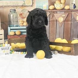 Goldendoodle Puppies from Country Care Pet Spa and Hotel, LLC