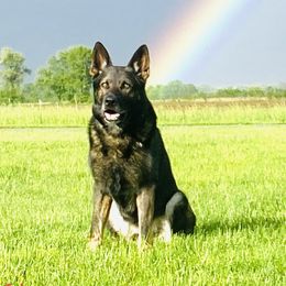 Boris  - German Shepherd