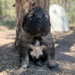 Purple - Gray female Sarplaninac puppy in Colorado Springs, Colorado from Pesky Redneck Mini Ranch