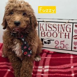 Fuzzy - Apricot male Goldendoodle puppy in Neillsville, Wisconsin from Granton Creek