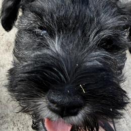 Priscilla - Black and silver female Miniature Schnauzer puppy in Moreno Valley, California from Sheila's Schnauzers