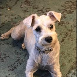 Ziva - Miniature Schnauzer