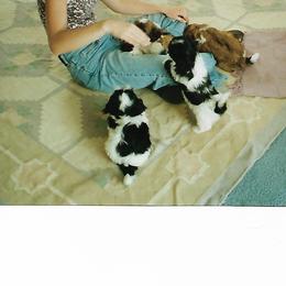 Shih Tzu Puppies from Shih Tzu Dreams Come True