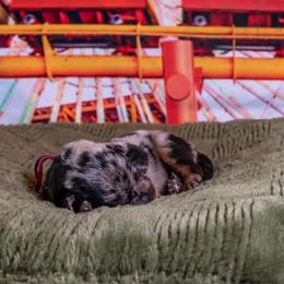 Beauceron puppies from Beaucerons Des Vents