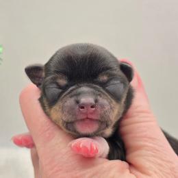 Girl 3 - Black and tan female Chihuahua puppy in Clinton, Missouri from RockyTop Hearts
