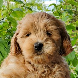 Girl 2 - Cream Goldendoodle puppy in Garden City, Utah from Bear Lake Bearded Retrievers