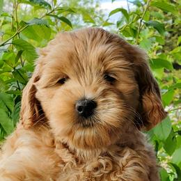 Girl 2 - Cream Goldendoodle puppy in Garden City, Utah from Bear Lake Bearded Retrievers